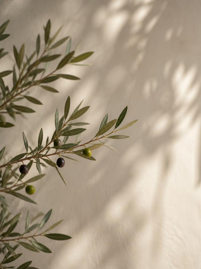 Soft focused olive branches against a cream wall